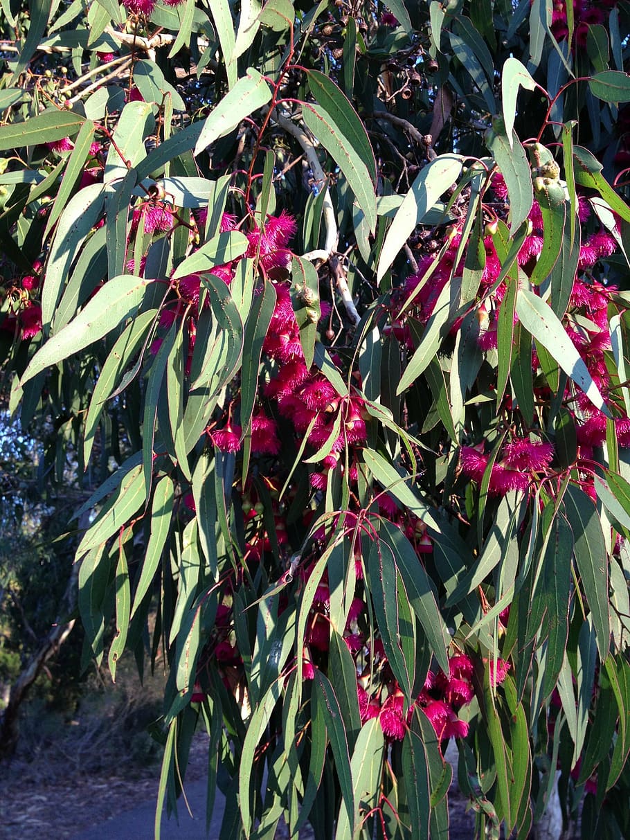 gum tree, bloom, flowers, bush, spring, australia, growth, leaf HD wallpaper