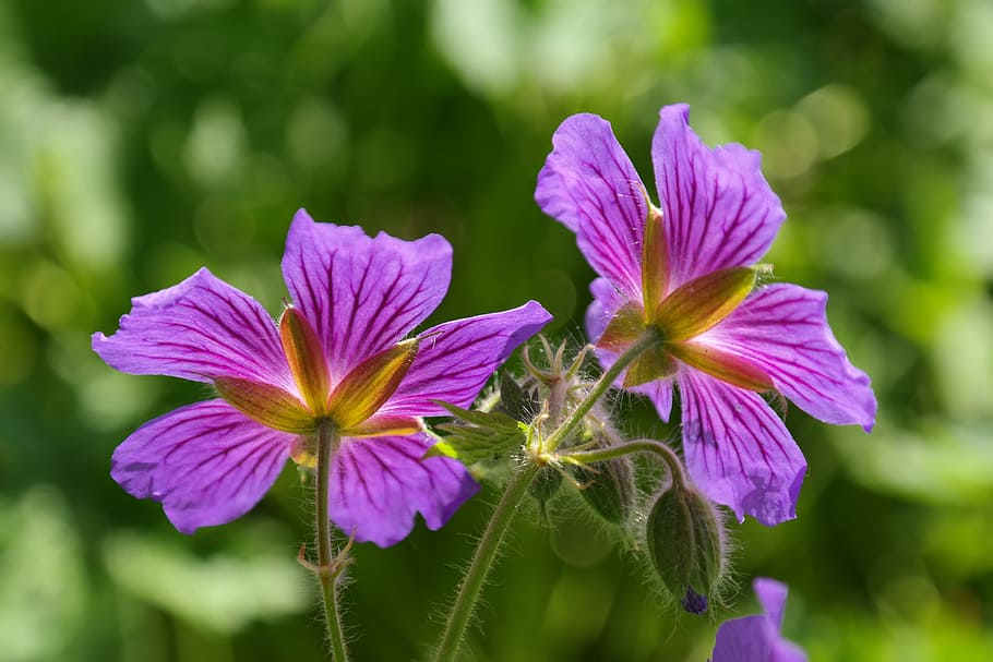 two purple petal flowers, cranesbill, blossom, bloom, plant HD wallpaper