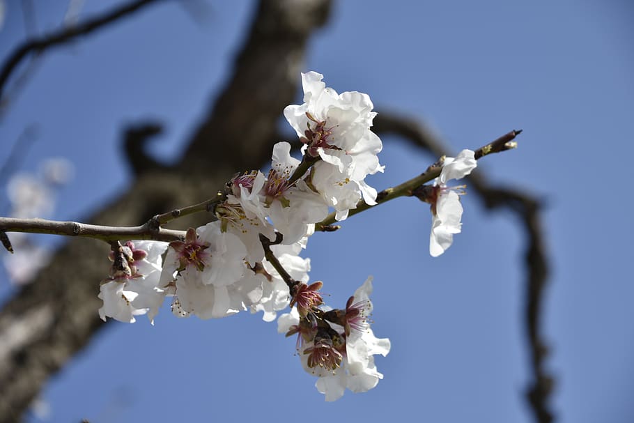 branch, tree, cherry, flower, flowering plant, fragility, vulnerability HD wallpaper