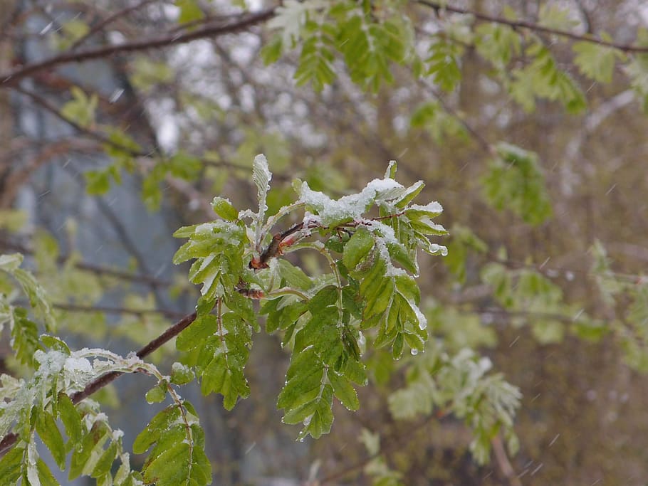 Tree, Rowan, Element, Snow, Weather, spring, leaves, storm HD wallpaper