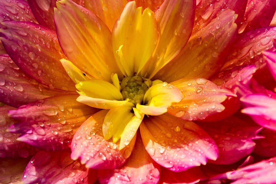 yellow and pink dahlia flower in macro photography, color, background HD wallpaper
