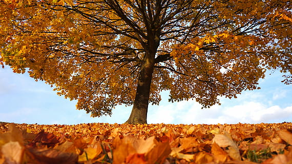 photo of brown leaft tree during daytime, autumn, fall, landscape HD wallpaper