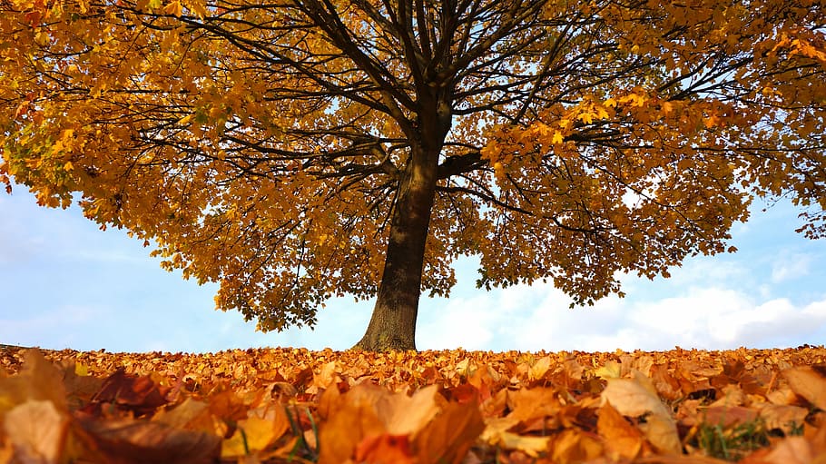 photo of brown leaft tree during daytime, autumn, fall, landscape HD wallpaper
