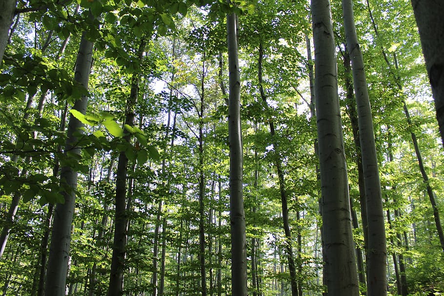 forest, trees, green, nature, environment, leaf, landscape HD wallpaper