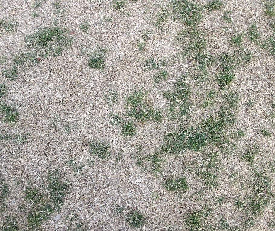 Texture, Grass, Background, Green, Field, summer, spring, lawn HD wallpaper