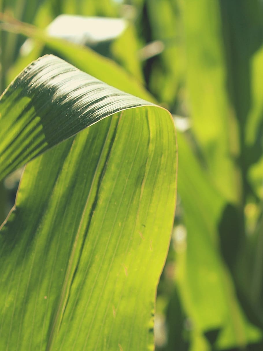 corn, cornfield, leaves, green, plant, nature, food, agriculture HD wallpaper