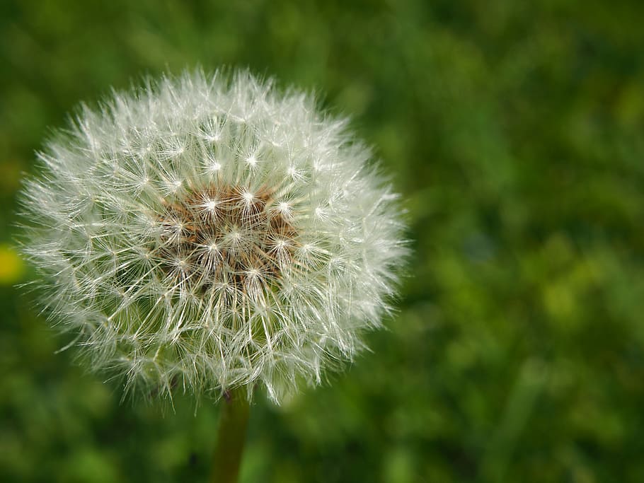 Flower, Garden, Dandelion, Spring, nature, plant, fragility HD wallpaper
