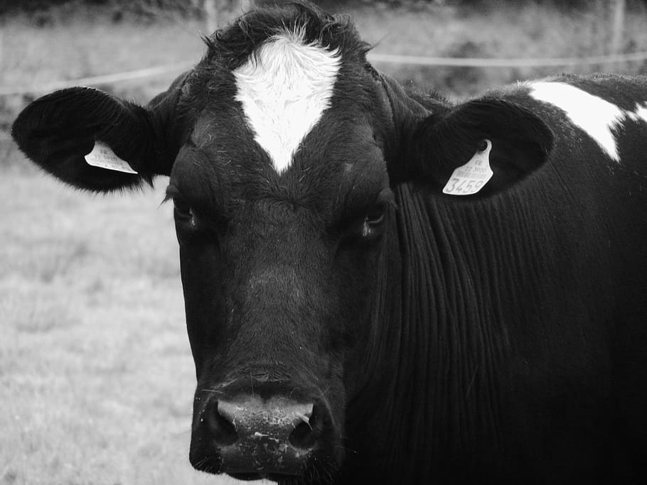 HD wallpaper: cow, portrait, animals, cattle, nature, farm, agriculture