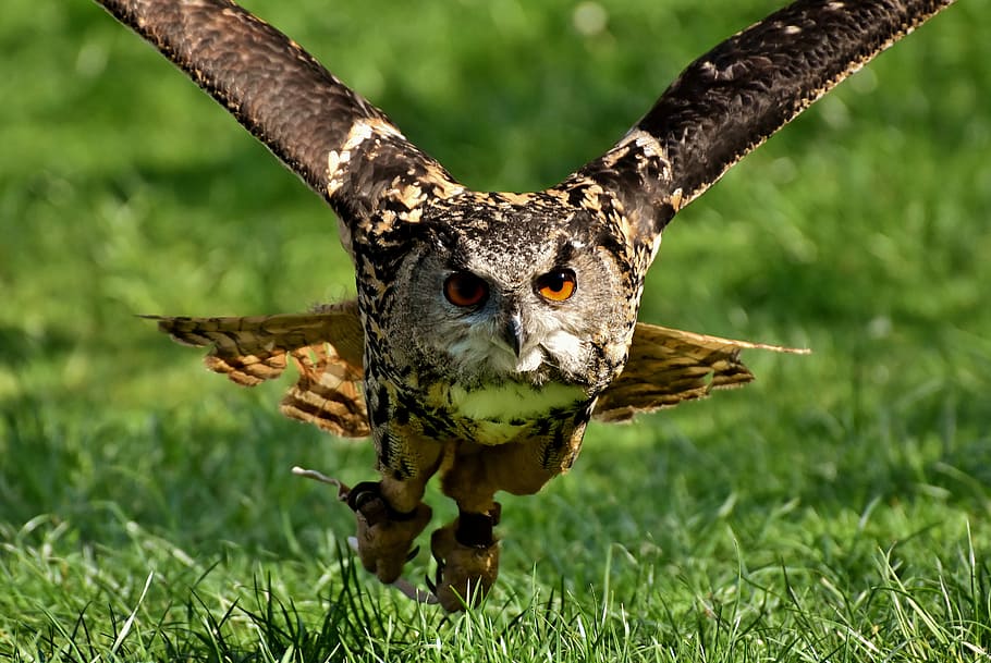brown owl flying during daytime, bird, feather, eagle owl, animals HD wallpaper