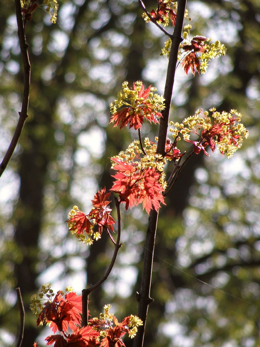 Spring, Lipník, Maple, flower, tree, growth, blossom, nature HD wallpaper