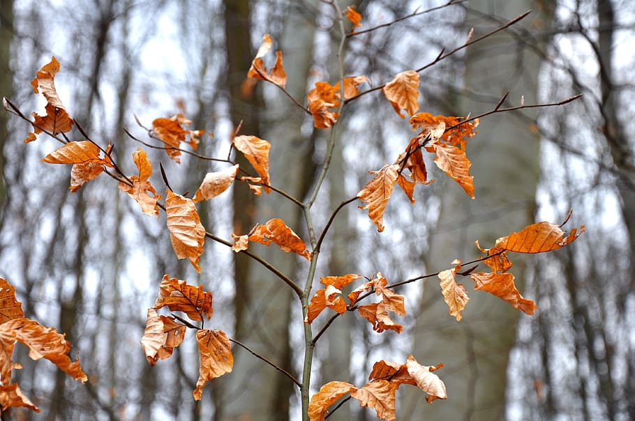 winter, yellow, holidays, plant, change, tree, autumn, focus on foreground HD wallpaper