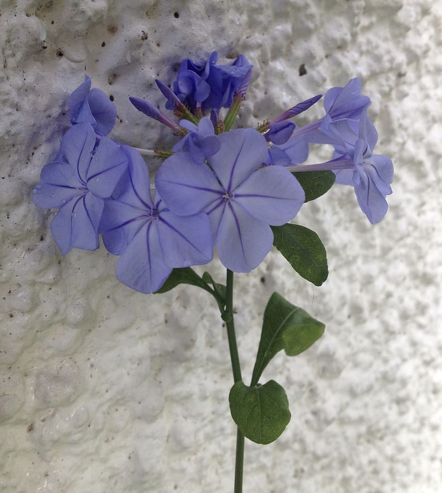 plumbago, blue, flower, nature, plant, floral, bloom, decorative, HD wallpaper