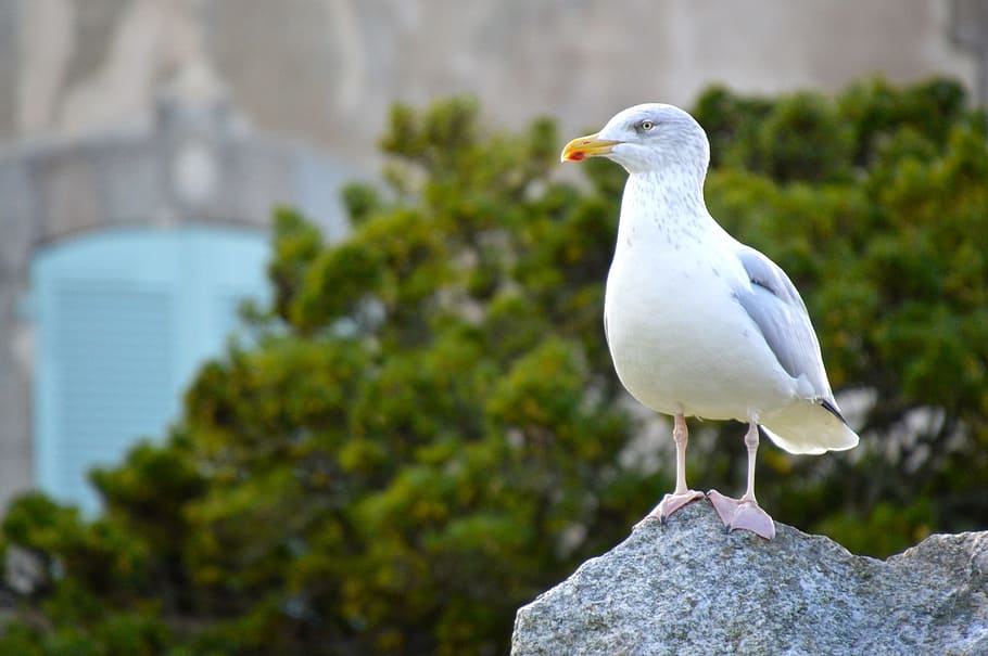 bird, sea, seagull, animal themes, vertebrate, animal wildlife HD wallpaper