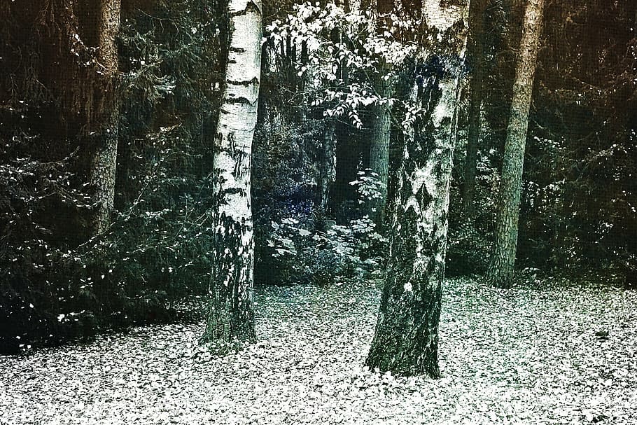 birch, log, trees, bark, pine, nature, tribe, landscape, birch trunk HD wallpaper
