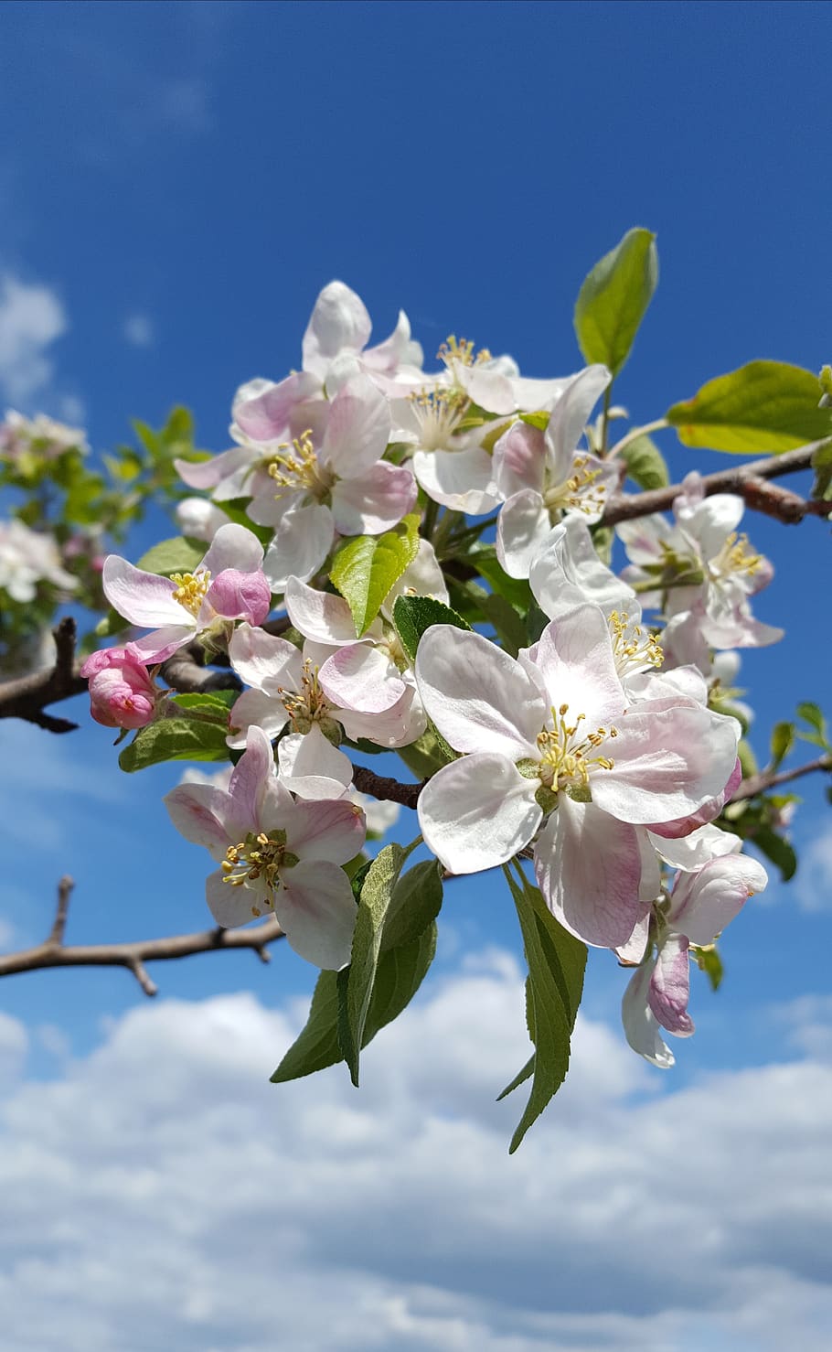 may, nature, blue sky, spring flowers, flowering plant, fragility HD wallpaper