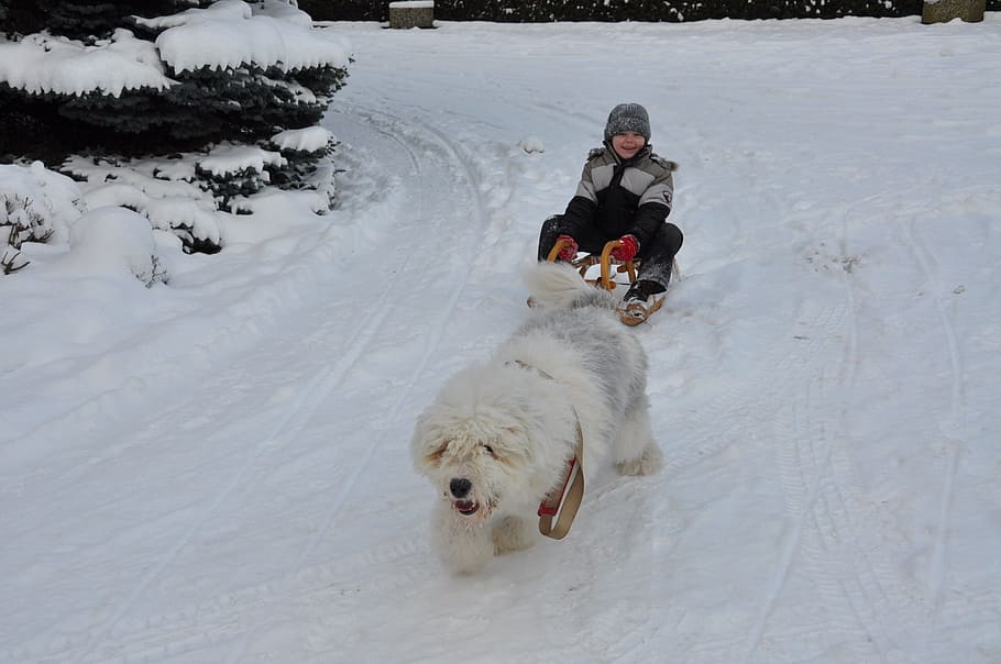 Bobtail, Dog, Winter, Child, Fun, Slide, sleigh ride, snow HD wallpaper