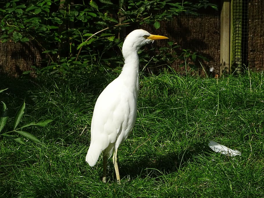 heron, bird, babu, animal, animal themes, one animal, vertebrate HD wallpaper