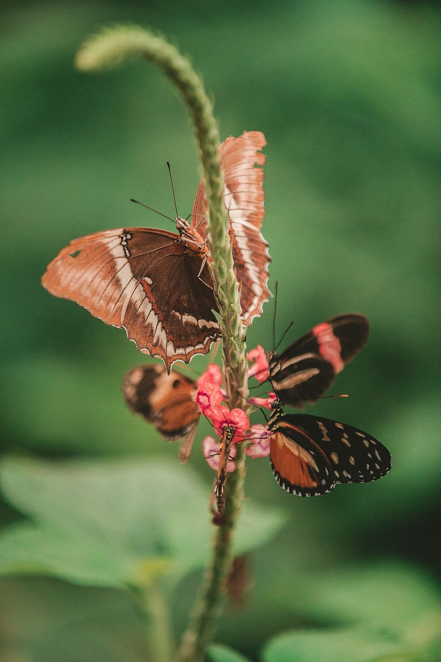 butterfly, moth, insect, macro, close up, nectar, pollen, flower HD wallpaper