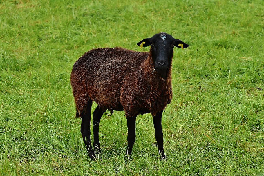 sheep, animal, meadow, wool, graze, nature, grass, animal themes HD wallpaper