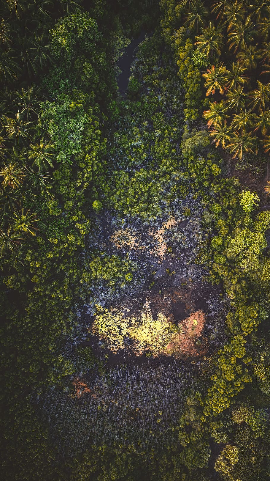 river surrounded by green trees and plants during daytime, aerial photography of green trees HD wallpaper