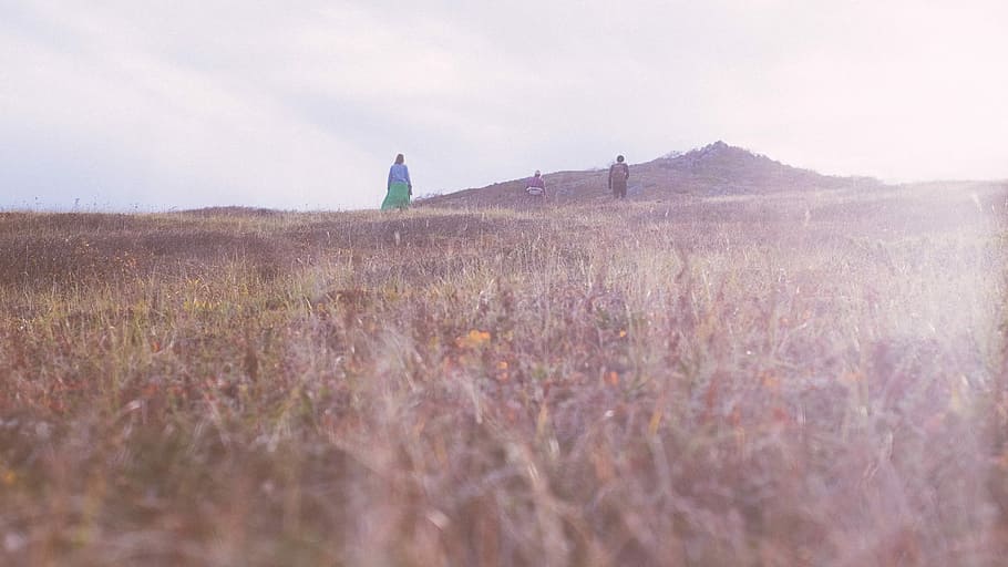 two person in green grass field, nature, rural Scene, landscape HD wallpaper