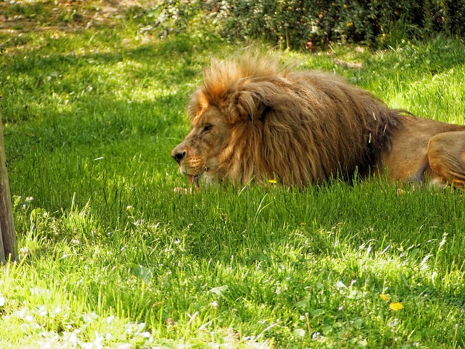 Nature, Animals, Cat, one animal, grass, animal themes, animals in the wild HD wallpaper
