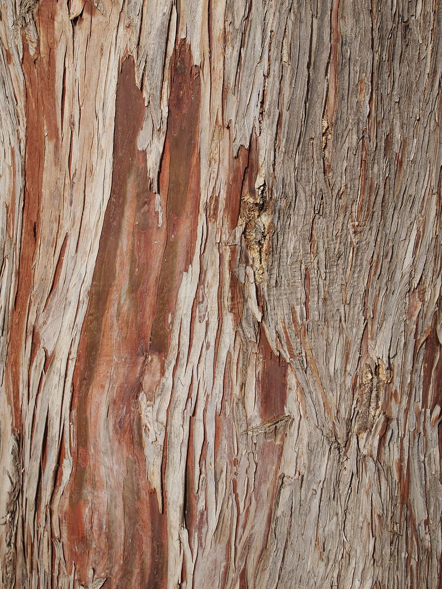 tree, bark, wood, nature, texture, trunk, cracks, full frame HD wallpaper