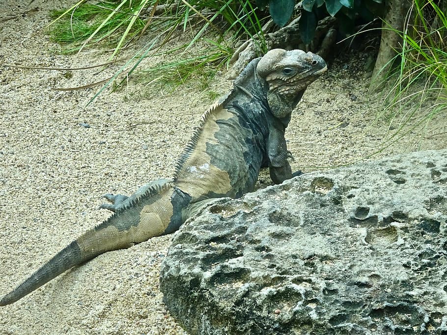 iguana, lizard, reptile, wild, dragon, camouflage, animal, wildlife HD wallpaper