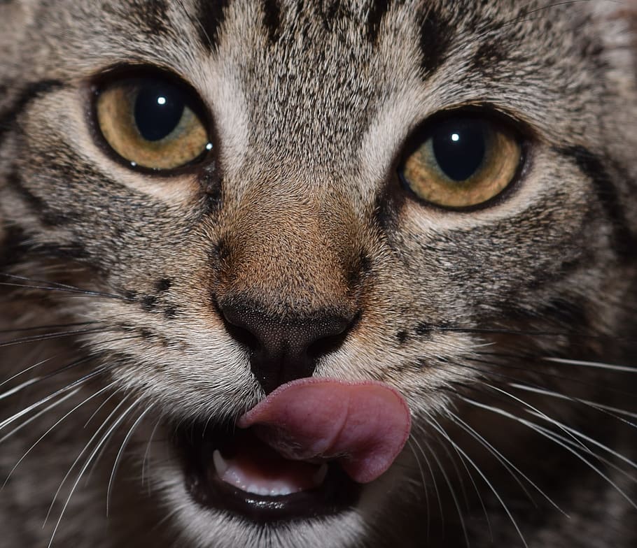 focused photo of brown cat head, face, eyes, cat face, animal HD wallpaper