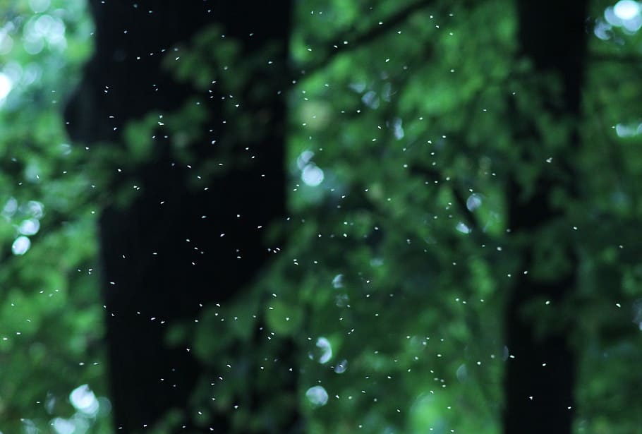 Forest, Mosquitoes, Light, Mood, mysticism, green color, backgrounds HD wallpaper