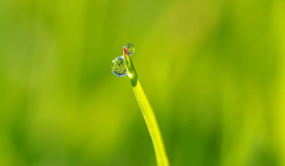 macro-lens photography of water dew on green grass leaf tip HD wallpaper