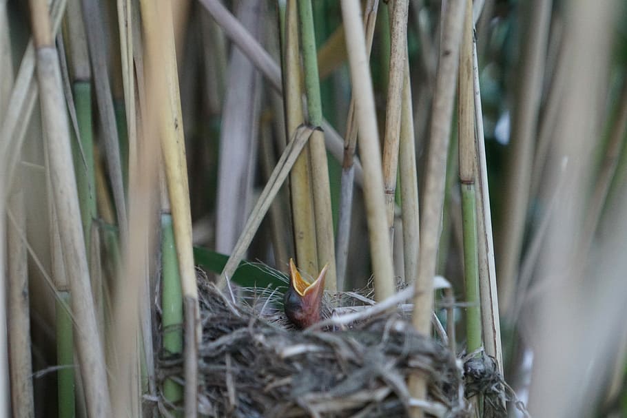 Bird, Bird, Bird'S Nest, bird young, bamboo - plant, day, outdoors HD wallpaper
