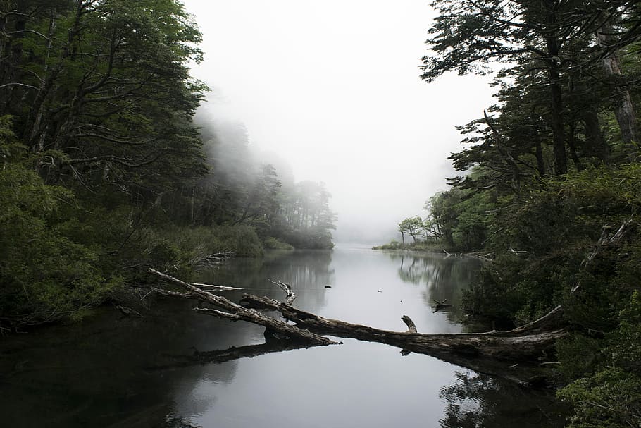 river surrounded by trees and covered in white fog, brown driftwood on river HD wallpaper