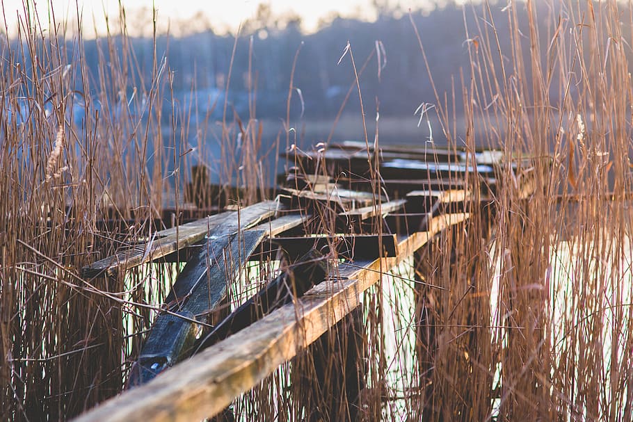 old, ruin, broken, pier, lake, wood, wooden, water, plant, grass HD wallpaper