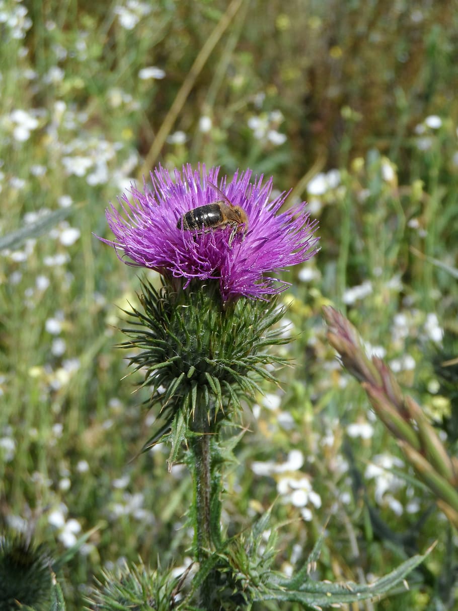 thistle, bee, purple, green, thorns, prickly, scratchy, krautig HD wallpaper