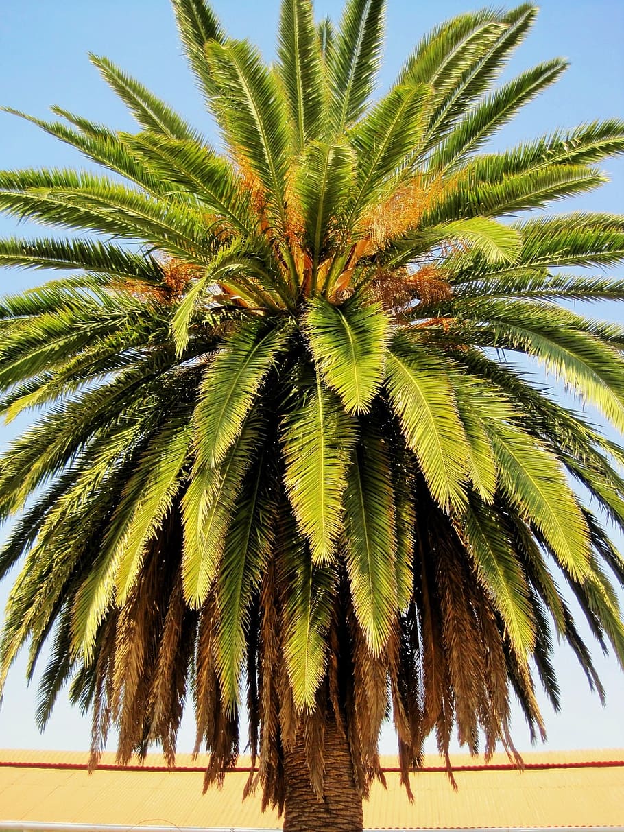 palm, date, ornamental, tree, organic, agriculture, outdoors HD wallpaper