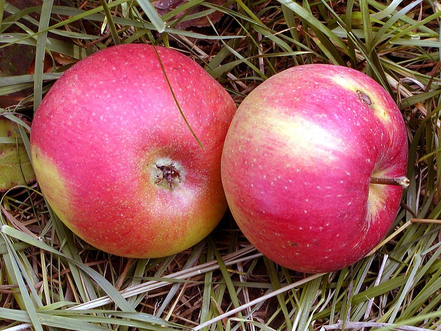 fruit, apple, red, autumn, fetus, tree, health, apple tree HD wallpaper