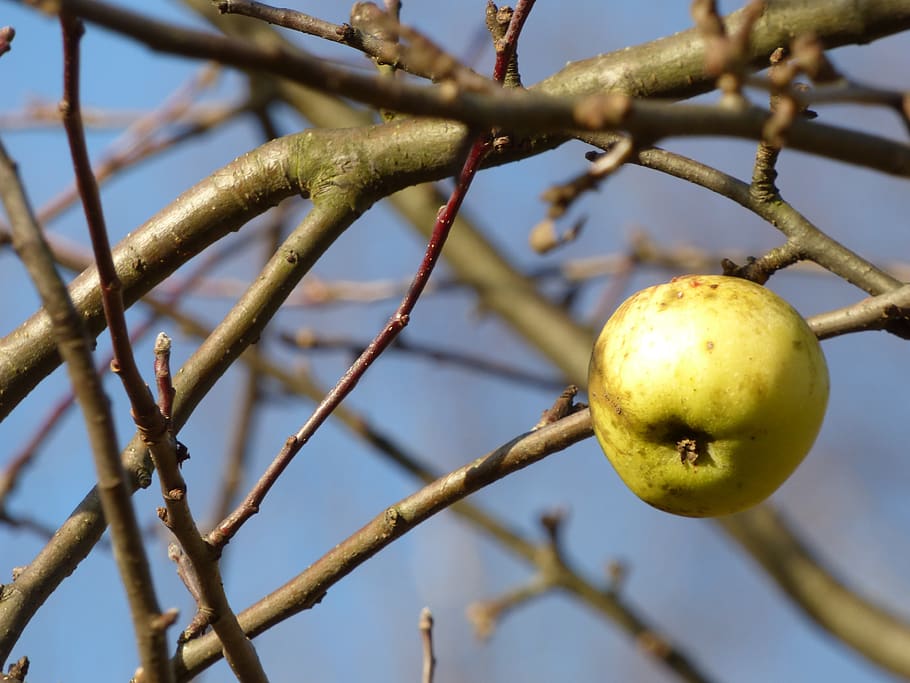 autumn, apple, apples, fruit, branches, tree, nature, green food HD wallpaper