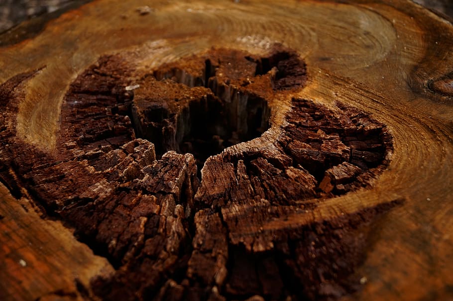 wood, brown, log, pattern, stubs, forest, stump, plant, nature HD wallpaper