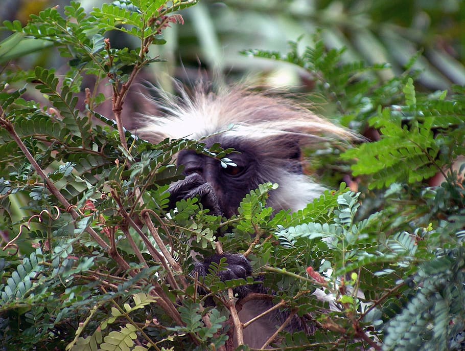 colobus monkey, tree, leaves, wild, nature, wildlife, branch HD wallpaper