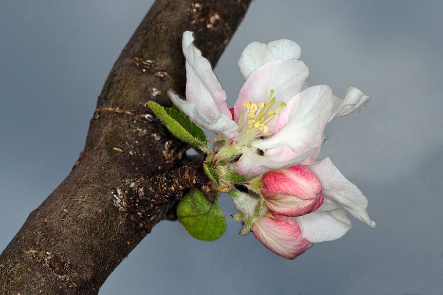 Blossom, Bloom, Macro, Apple Tree, garden, spring, close, flower HD wallpaper