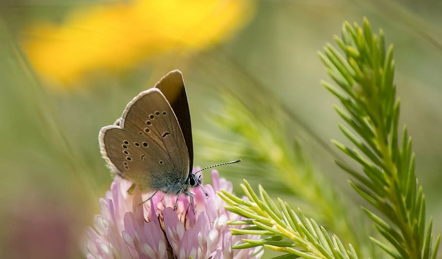 brown butterfly on pink flower, kleiner, alpine, common blue, HD wallpaper