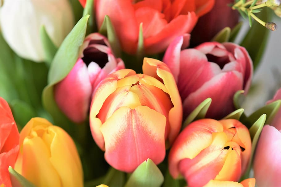 HD wallpaper: tulips, strauss, flowers, bouquet, tulip bouquet, federal ...