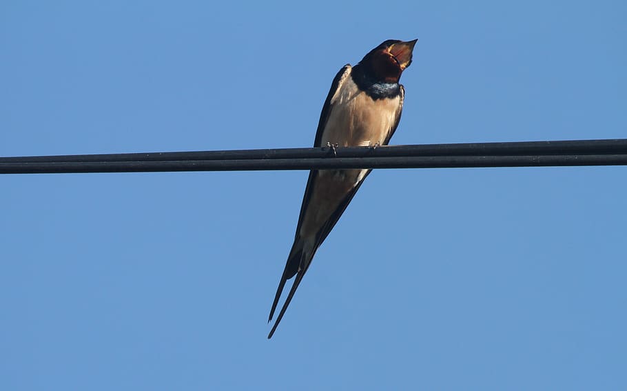 swallow, wire, sky, nature, animal, animal themes, vertebrate HD wallpaper