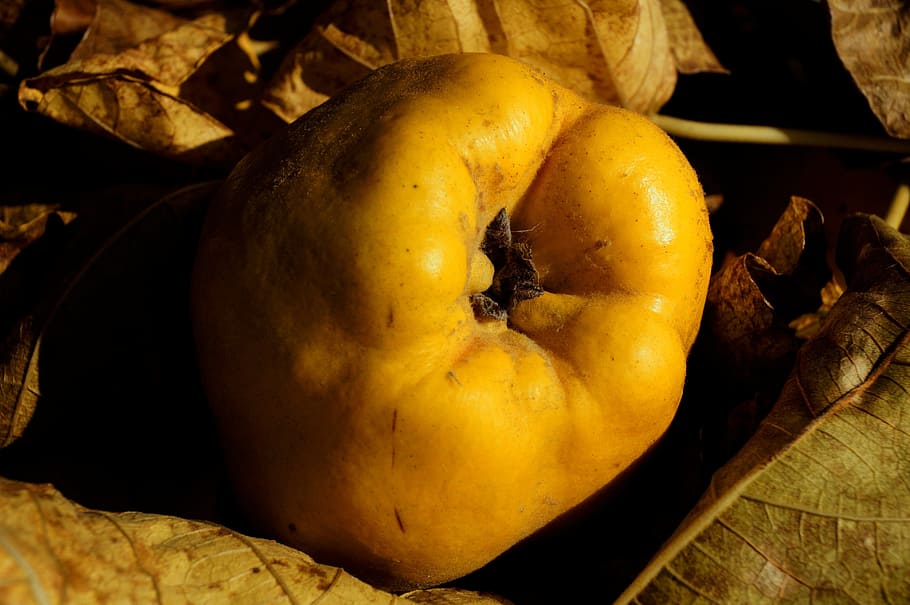 quince, apple, fruit, crop, food, yellow, plant, nature, autumn HD wallpaper