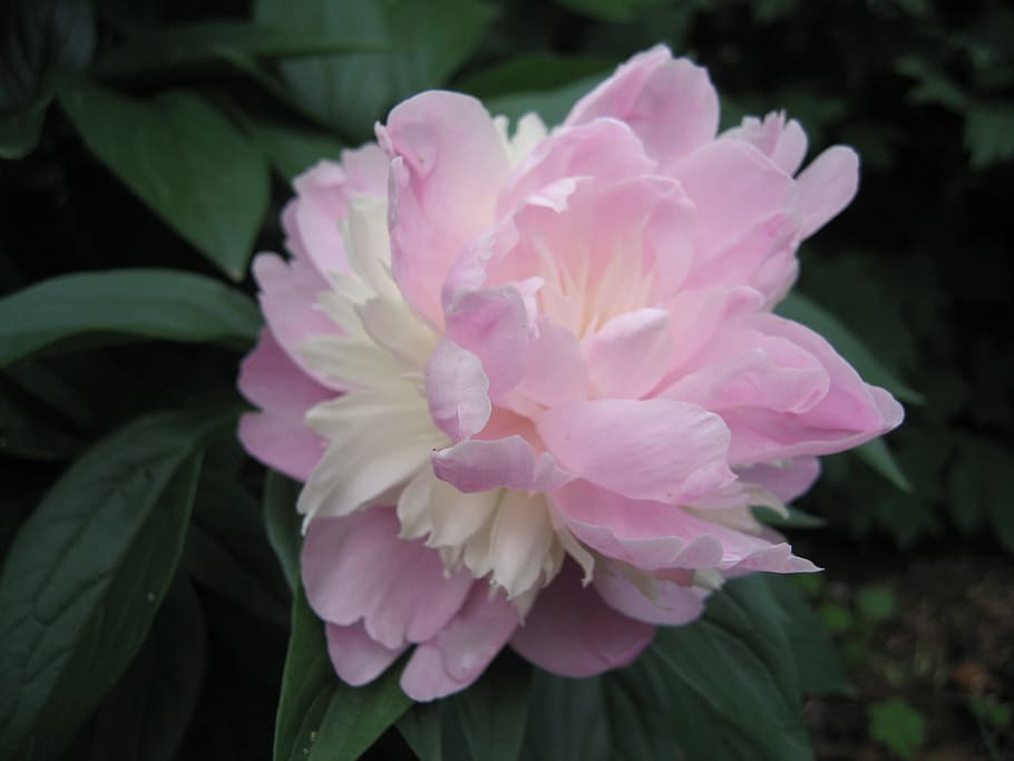 peonies, flowers, flora, plant, pink color, freshness, flowering plant HD wallpaper