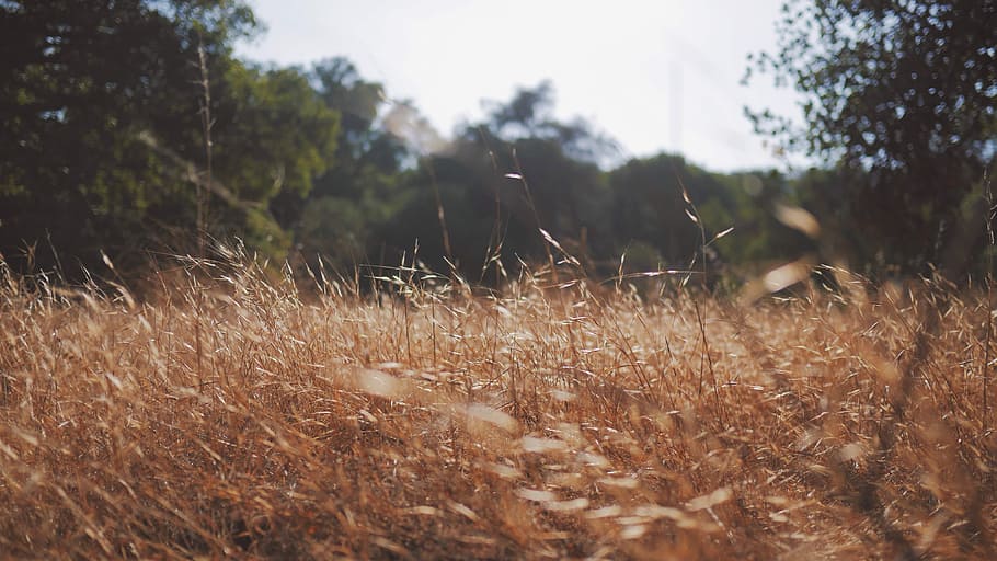 green leaf plants, trees, meadow, nature, outdoors, rural Scene HD wallpaper