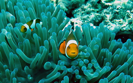 HD wallpaper: orange and white fishes, Clown fish near anemone closeup ...