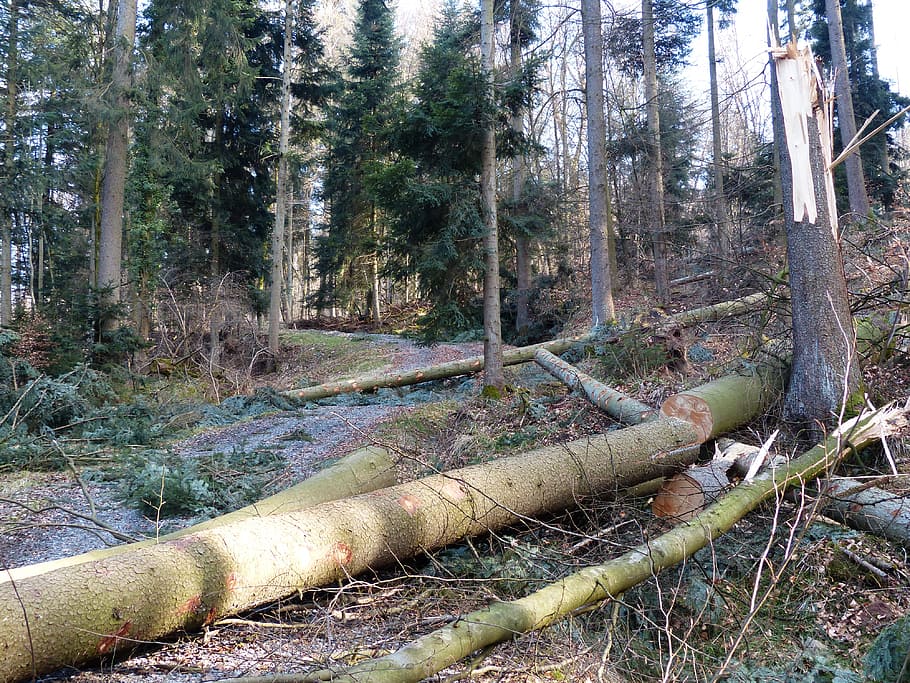 forest work, wood casework, tree trunks, sawing, storm damage HD wallpaper