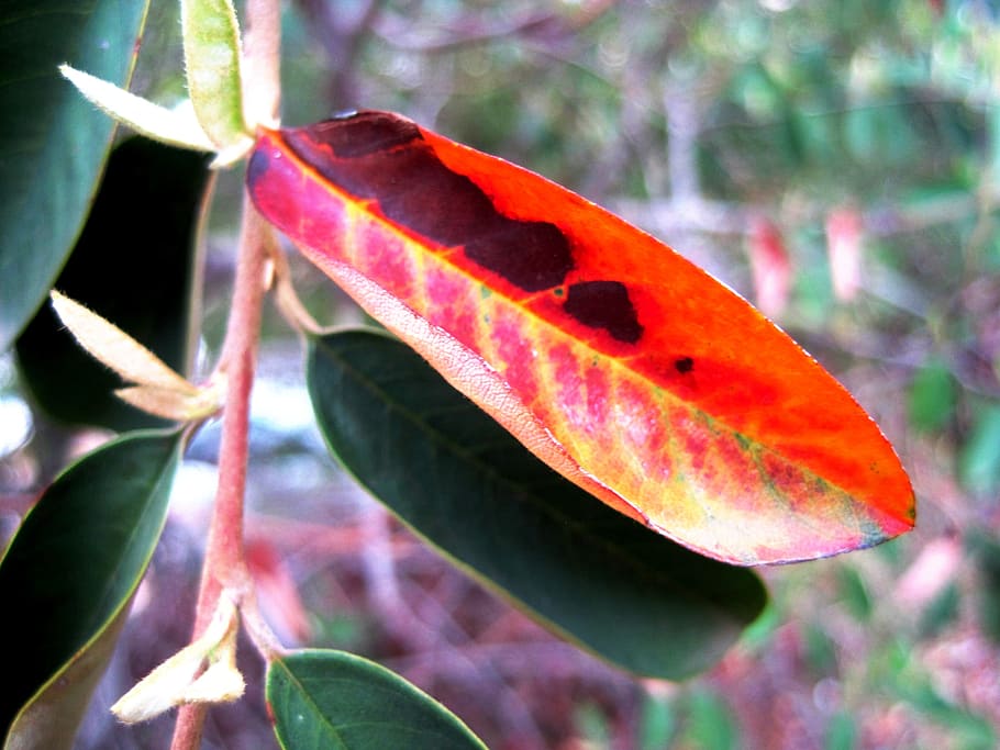 Leaf, Markings, Plant, discolored, black, natural, botanical HD wallpaper